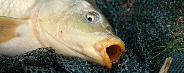 Eating carp is a big part of German new year's traditions.